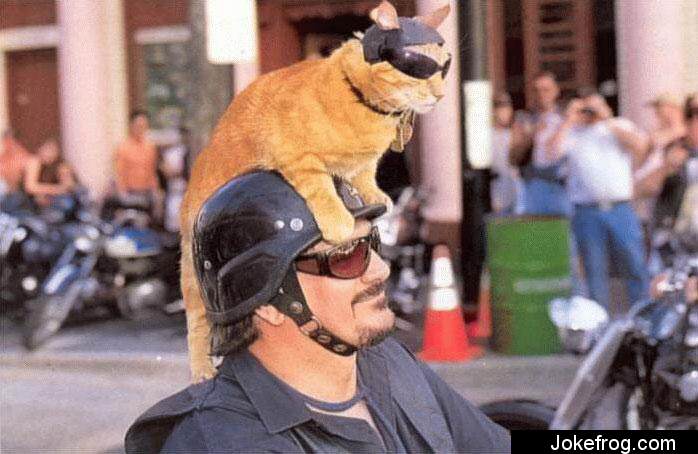 Gato Motard